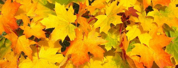 Klassiek op Zuid met ‘Herfst’ @ Het Witte Paard 2026-10-11